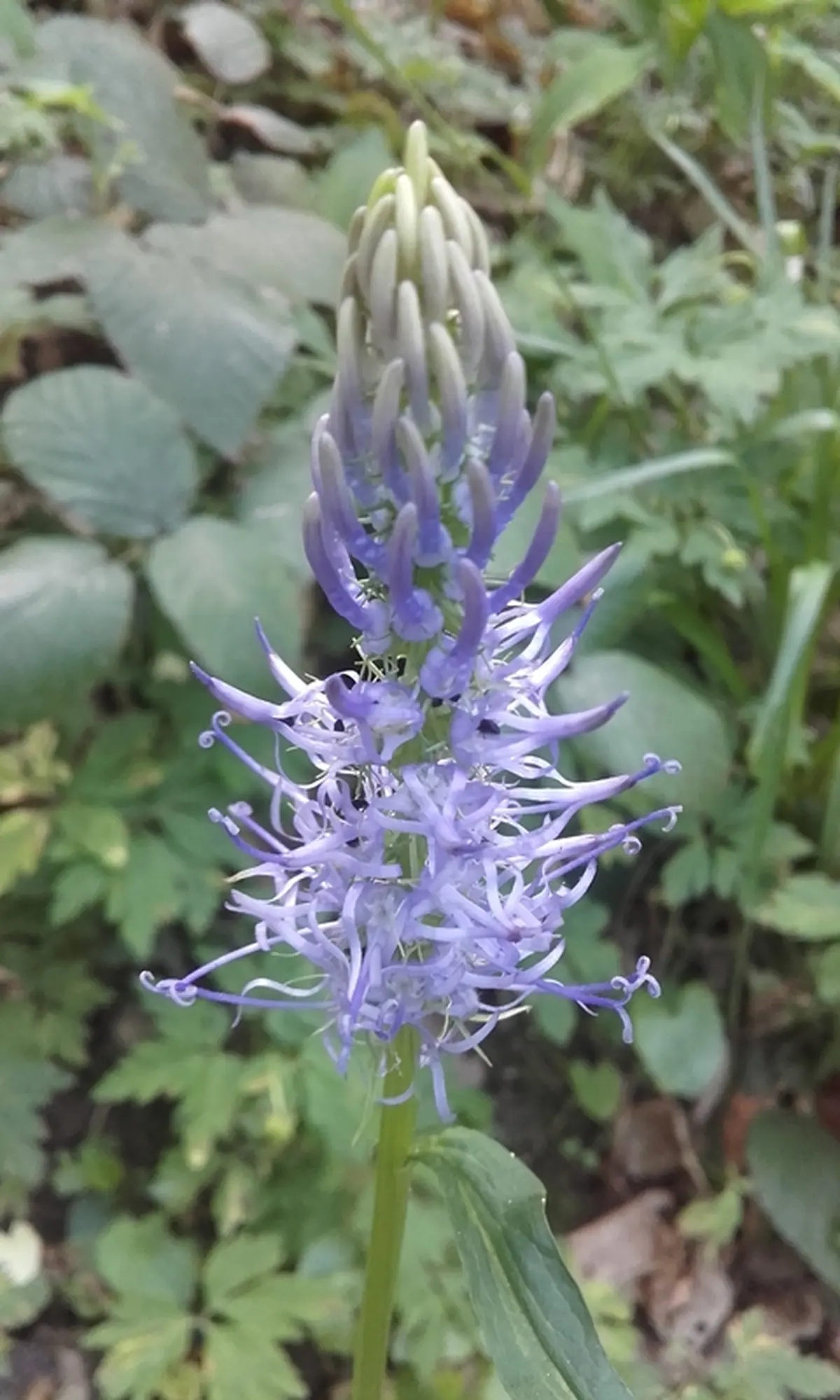 Sortie découverte des plantes sauvages comestibles et médicinales