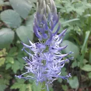 Sortie découverte des plantes sauvages comestibles et médicinales