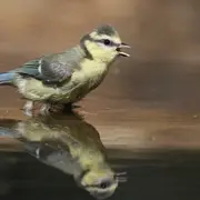 Sortie découverte Oiseaux