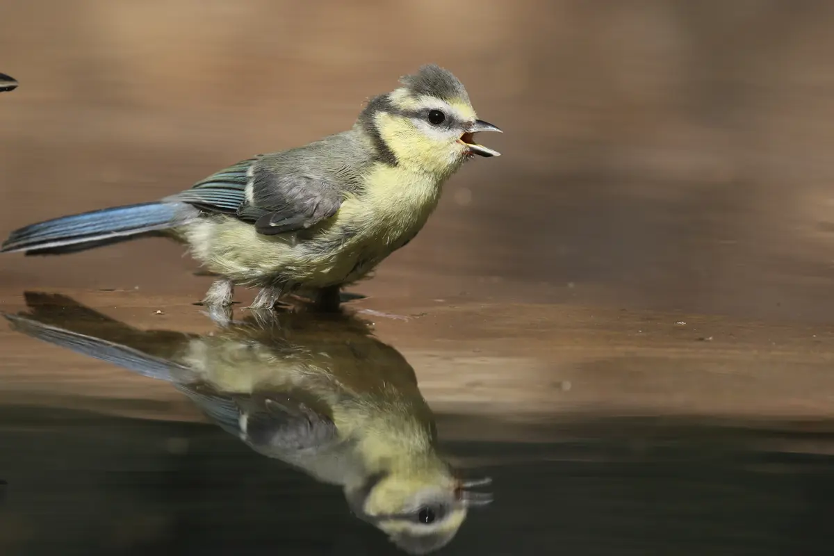 Sortie découverte Oiseaux