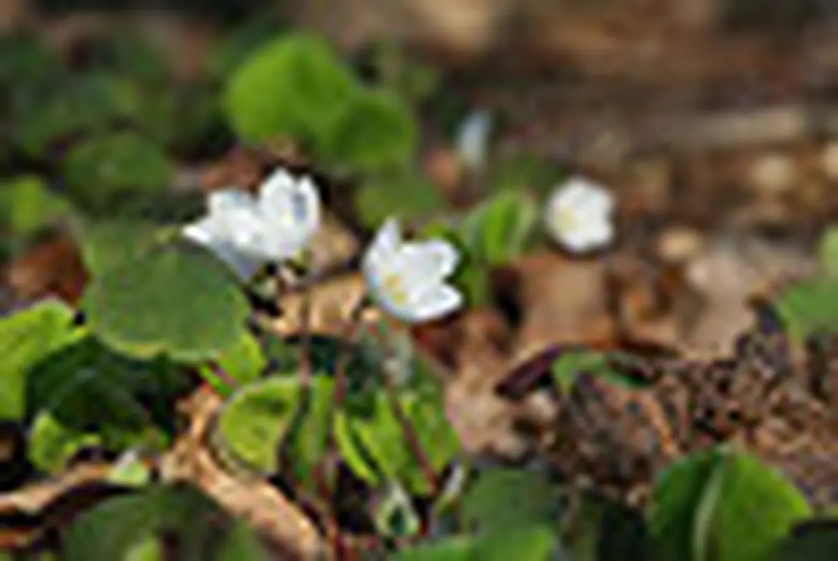 Sortie découverte Plantes comestibles