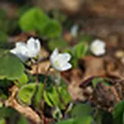 Sortie découverte Plantes comestibles