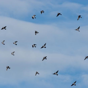 Sortie découverte proposée par le Conservatoire d'Espaces Naturels