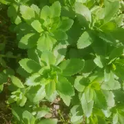 Sortie découvertes des plantes sauvages, médicinales et comestibles