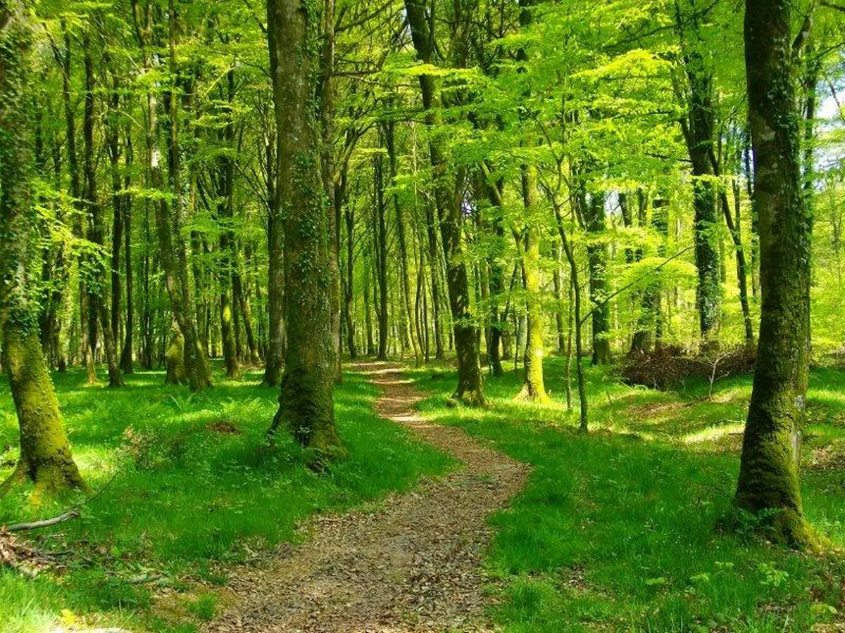 Sortie en forêt « La forêt de Cerisy, mosaïque de paysages et de biodiversité »