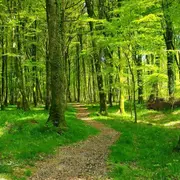 Sortie en forêt « La forêt de Cerisy, mosaïque de paysages et de biodiversité »