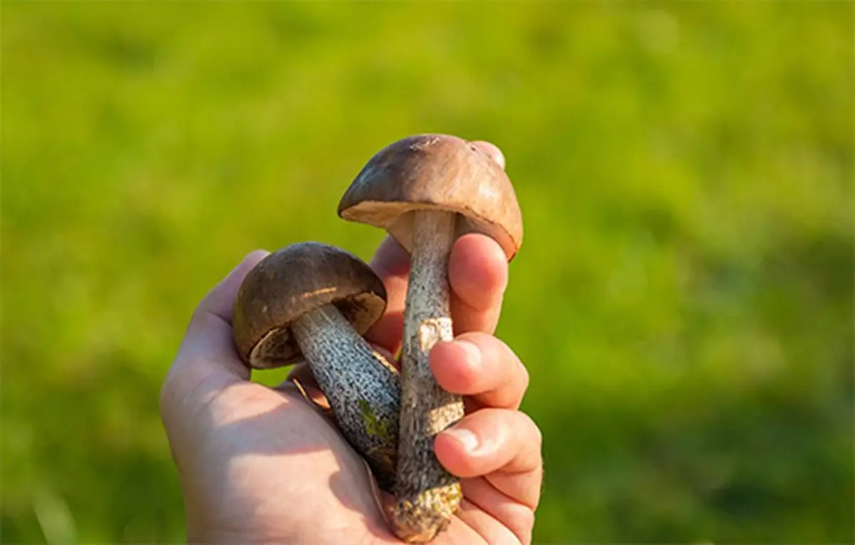 Sortie et conférence : les champignons