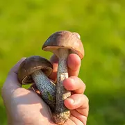 Sortie et conférence : les champignons