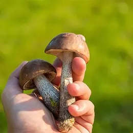 Sortie et conférence : les champignons