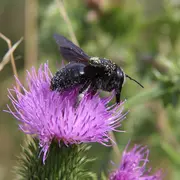 Sortie Insectes et Plantes