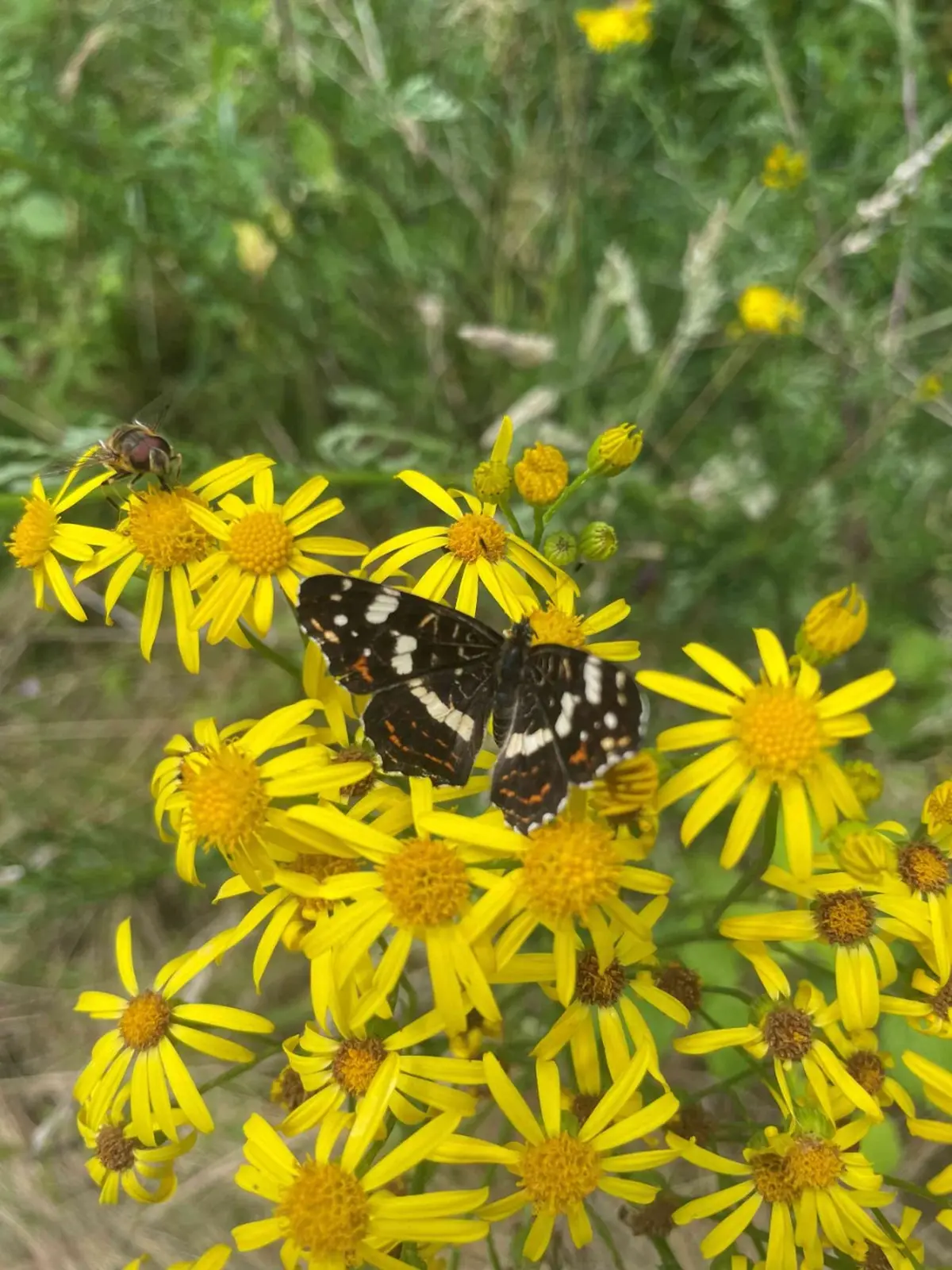 Sortie Insectes, papillons, coccinelles et compagnie