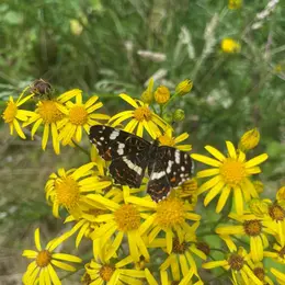 Sortie Insectes, papillons, coccinelles et compagnie