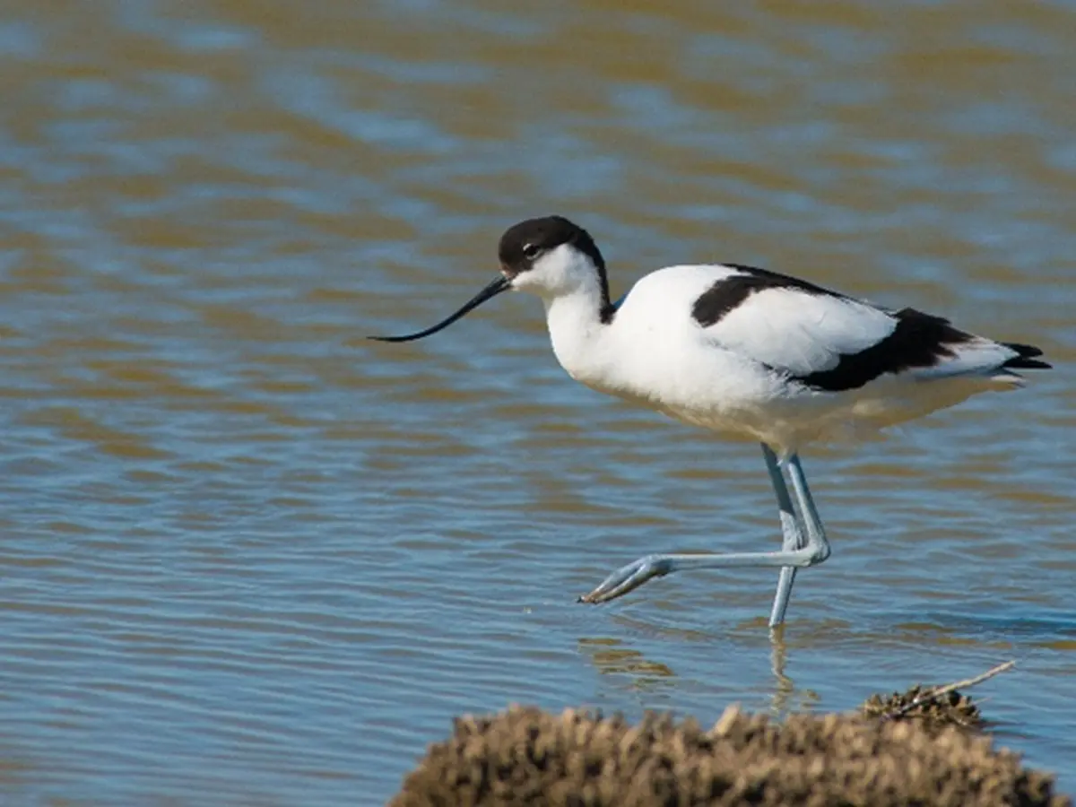 Sortie Lpo - Découverte Des Oiseaux Des étangs Et Des Salins De Gruissan