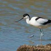 Sortie Lpo - Découverte Des Oiseaux Des étangs Et Des Salins De Gruissan
