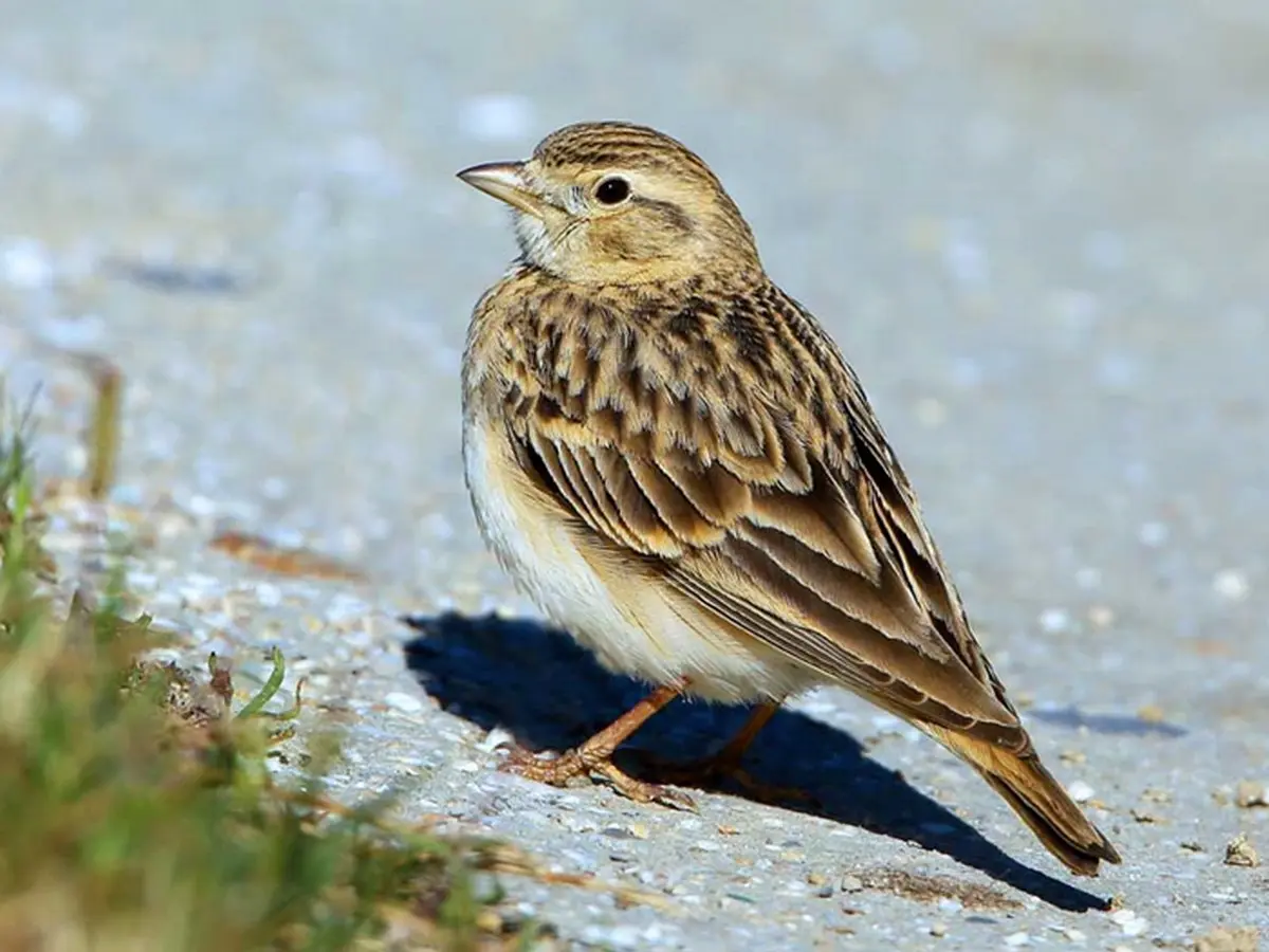 Sortie Lpo - Les Oiseaux De La Plage De Mateille