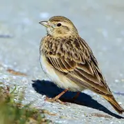 Sortie Lpo - Les Oiseaux De La Plage De Mateille