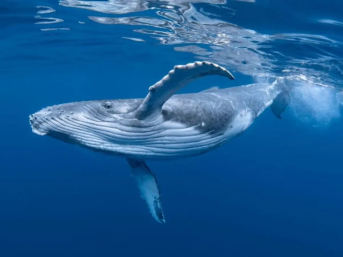 Sortie mise à l'eau classique avec les cétacés à La Réunion