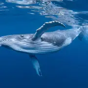 Sortie mise à l'eau classique avec les cétacés à La Réunion