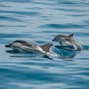 Sortie mise à l'eau découverte avec les cétacés à La Réunion