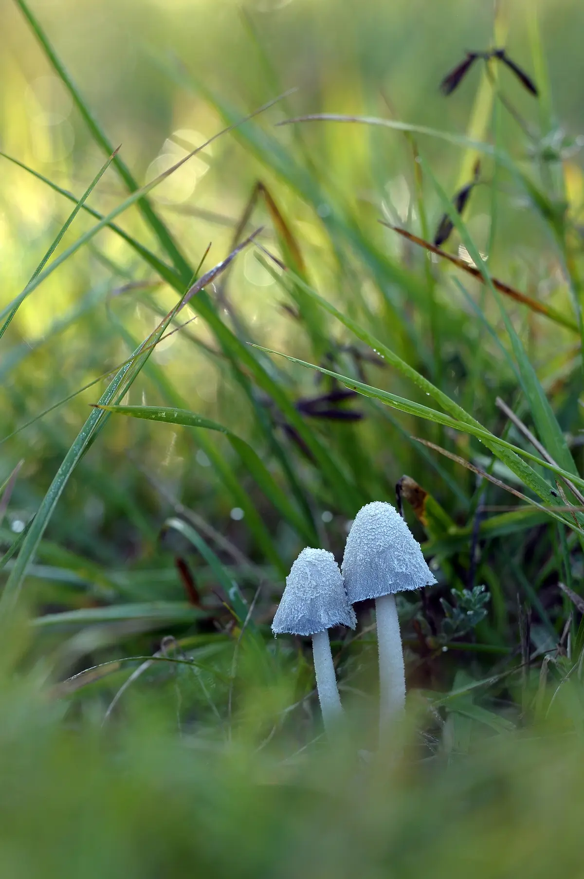 Sortie mycologique