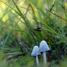 Sortie mycologique