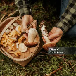 Sortie mycologique