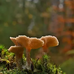 Sortie mycologique