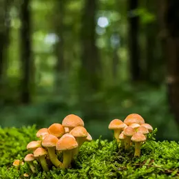 Sortie mycologique à Alvignac-les-Eaux