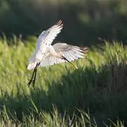 Sortie Natura 2000 Les 4 Fantastiques : A la découverte des oiseaux migrateurs