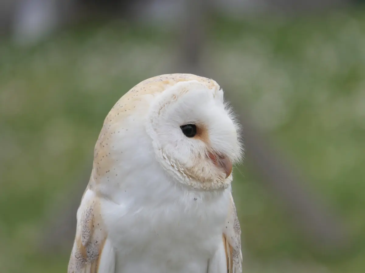 Sortie Natura 2000 Les 4 Fantastiques : sur les terres des Rapaces Diurnes