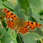 Sortie naturaliste accompagnée : Les papillons du site de Courpain
