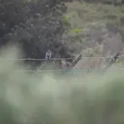 Sortie naturaliste avifaune de la chaîne de l'Étoile