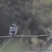 Sortie naturaliste avifaune de la chaîne de l'Étoile