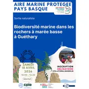 Sortie naturaliste : Biodiversité marine dans les rochers à marée basse à Guéthary