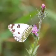Sortie naturaliste Colinéo : à la découverte du cortège de papillons de jour précoces !