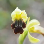 Sortie naturaliste Colinéo :  les ophrys et la flore remarquable de la chaîne de l’Étoile