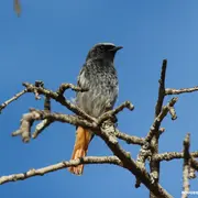 Sortie naturaliste : initiation à l’ornithologie