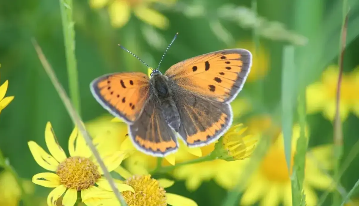 Sortie nature à Condren: L'étincelle des marais