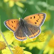 Sortie nature à Condren: L'étincelle des marais