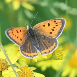 Sortie nature à Condren: L'étincelle des marais