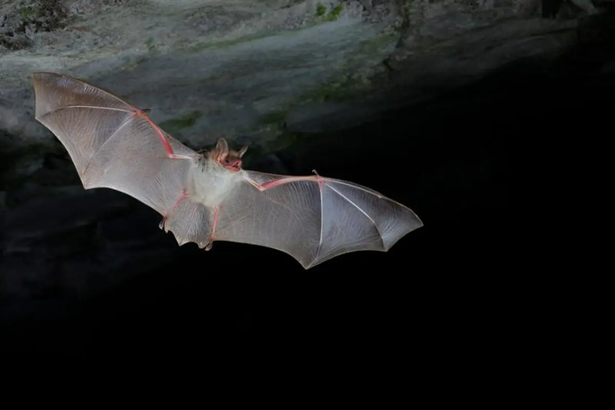 Sortie nature - A l'écoute des chauves-souris