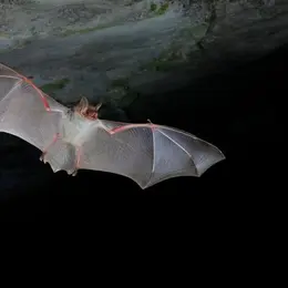 Sortie nature - A l'écoute des chauves-souris