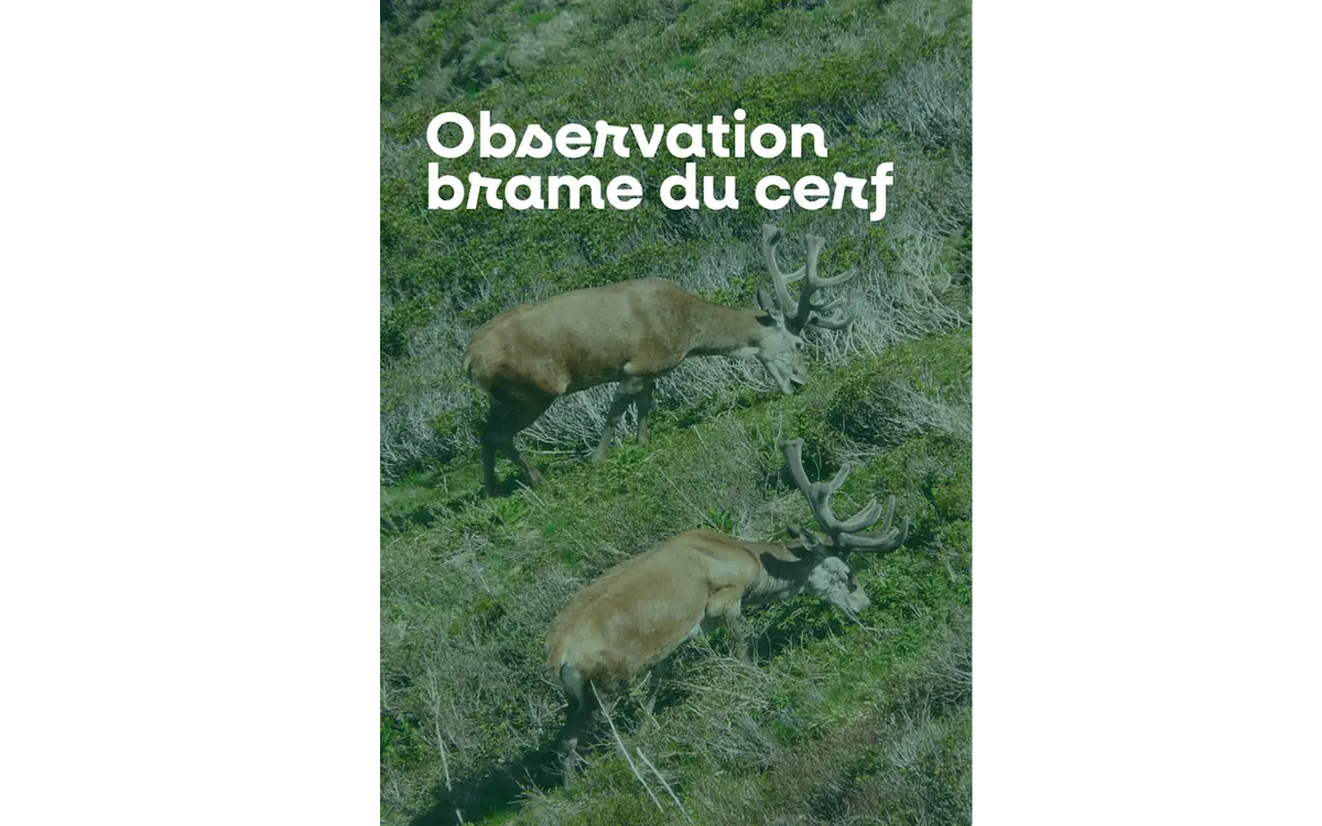 Sortie nature à l'écoute du brame du cerf