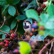 Sortie Nature à l'etang de la Pouge