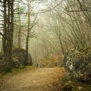 Sortie nature A l'orée du bois