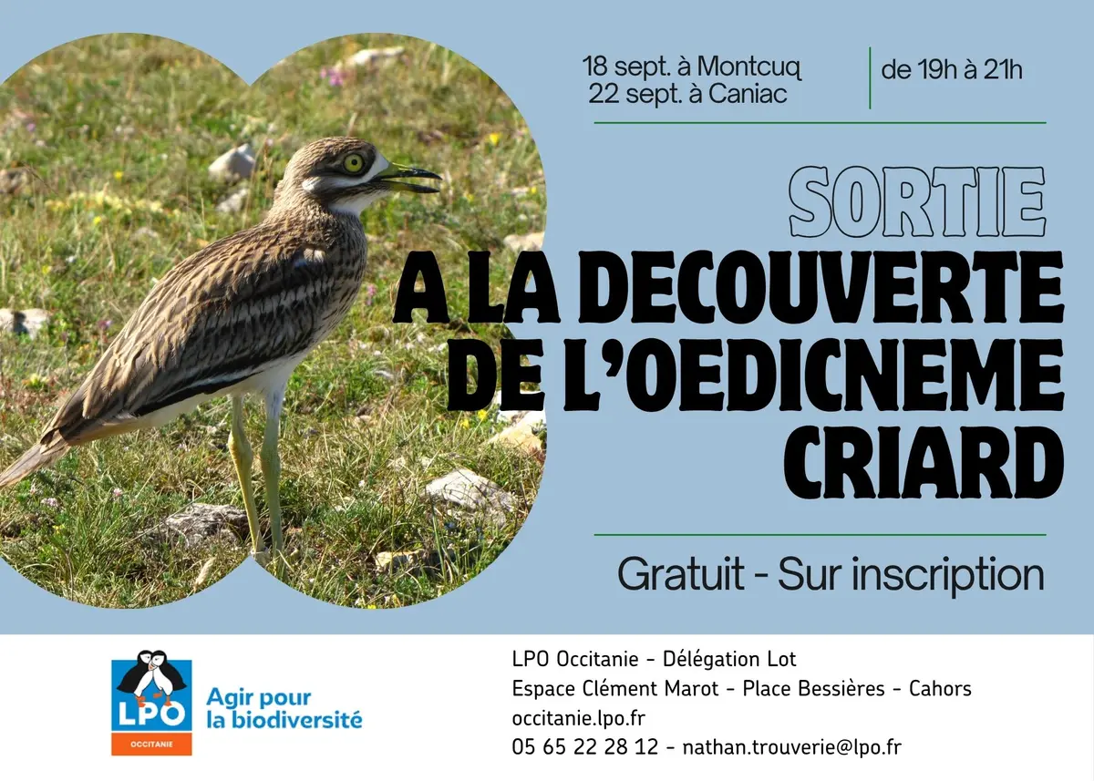 Sortie Nature : A la découverte de l'Œdicnème criard