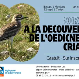 Sortie Nature : A la découverte de l'Œdicnème criard