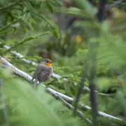 Sortie Nature : A la découverte des oiseaux forestiers