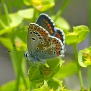 Sortie nature : À la découverte des papillons