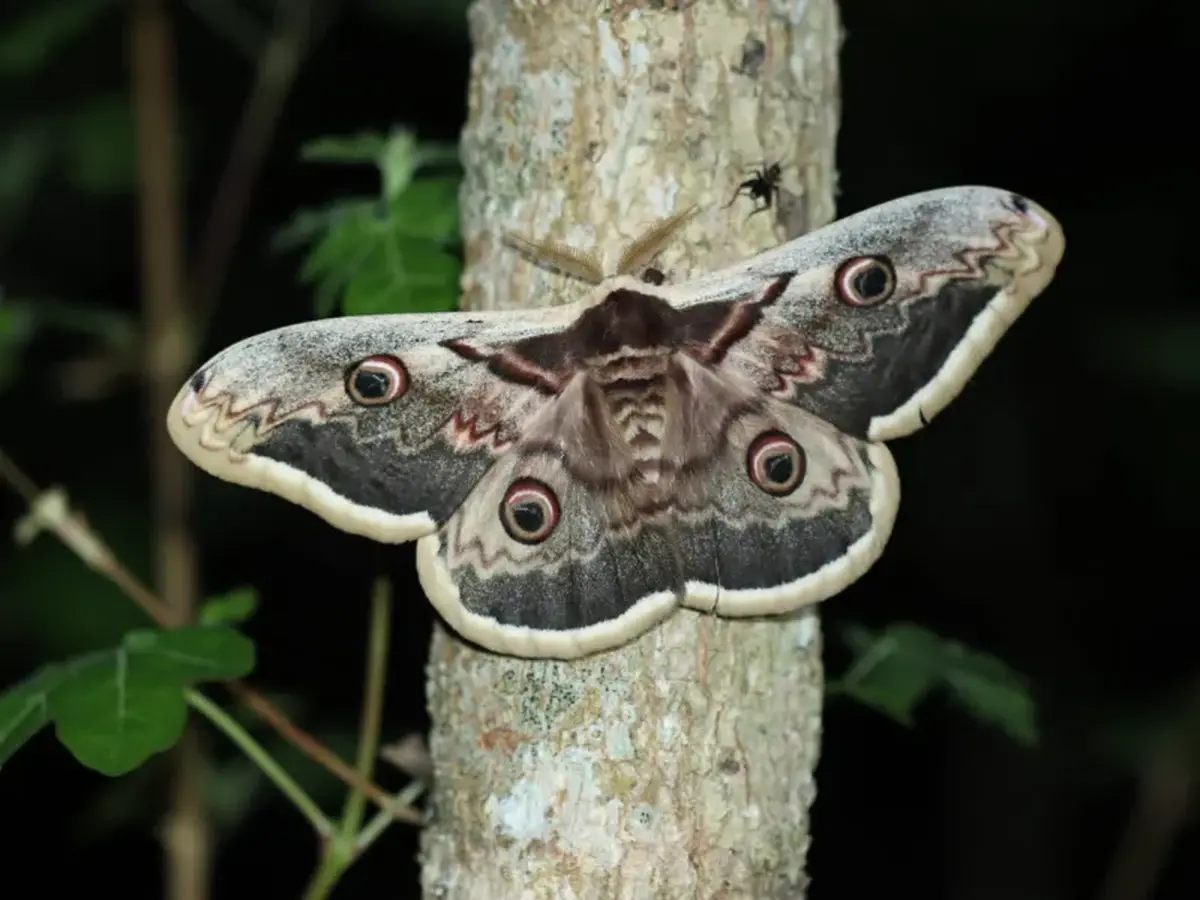 Sortie nature : A la découverte des papillons de nuit